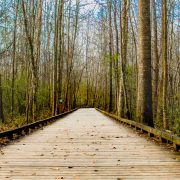 Bridge in Forest